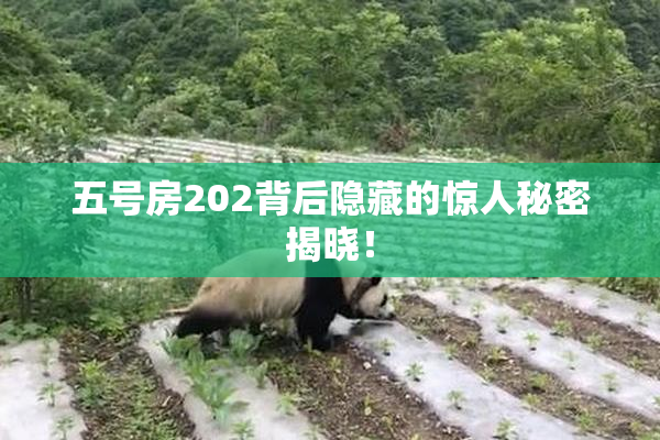 五号房202背后隐藏的惊人秘密揭晓！