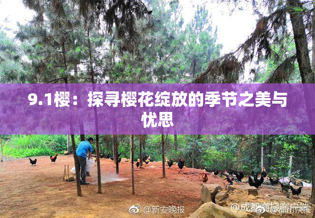9.1樱：探寻樱花绽放的季节之美与忧思