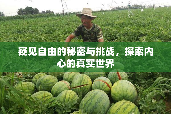 窥见自由的秘密与挑战，探索内心的真实世界