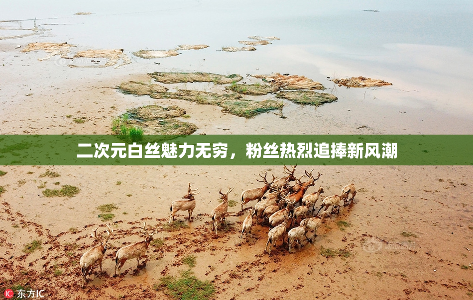 二次元白丝魅力无穷，粉丝热烈追捧新风潮