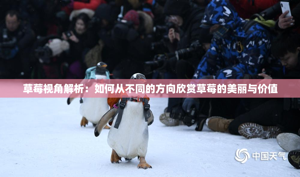 草莓视角解析：如何从不同的方向欣赏草莓的美丽与价值