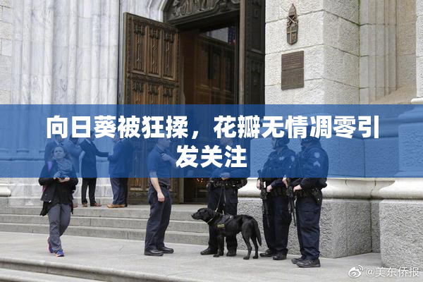向日葵被狂揉，花瓣无情凋零引发关注