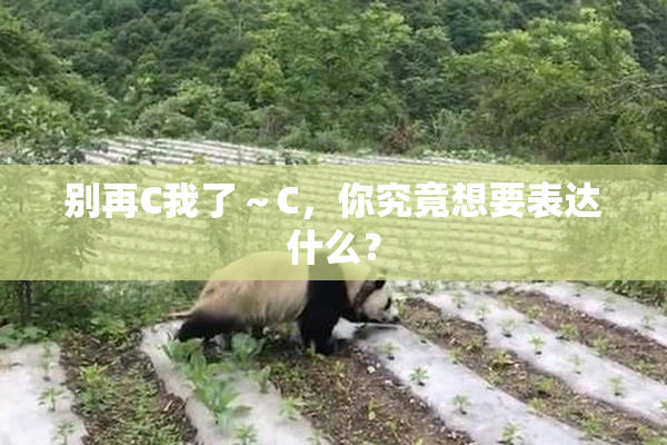 别再C我了～C，你究竟想要表达什么？