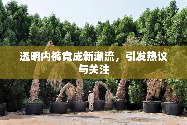 透明内裤竟成新潮流，引发热议与关注