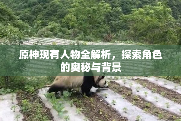 原神现有人物全解析，探索角色的奥秘与背景