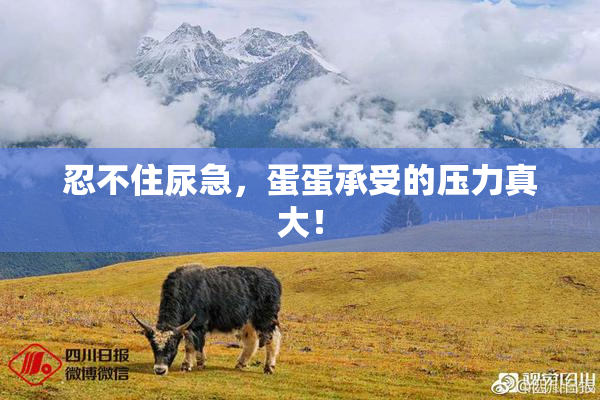 忍不住尿急，蛋蛋承受的压力真大！
