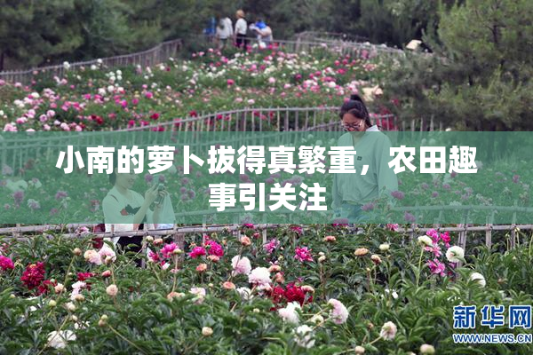 小南的萝卜拔得真繁重，农田趣事引关注