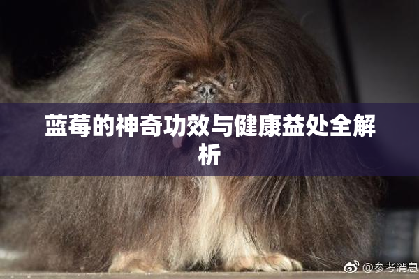 蓝莓的神奇功效与健康益处全解析