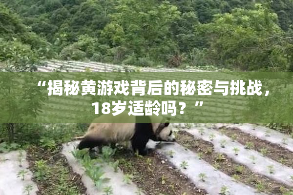 “揭秘黄游戏背后的秘密与挑战，18岁适龄吗？”