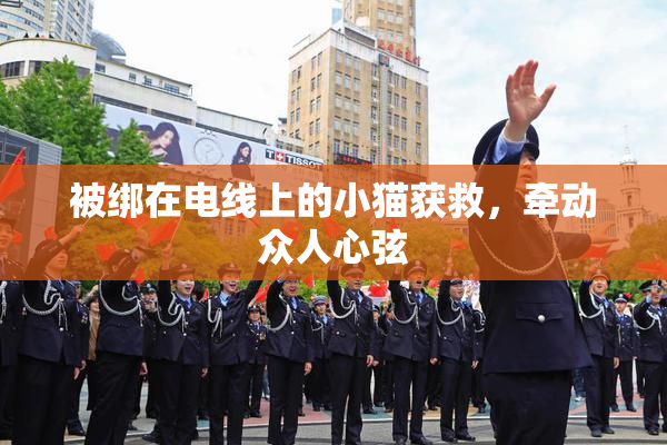 被绑在电线上的小猫获救，牵动众人心弦