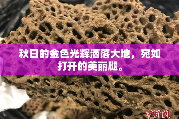 秋日的金色光辉洒落大地，宛如打开的美丽腿。