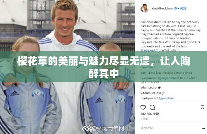 樱花草的美丽与魅力尽显无遗，让人陶醉其中