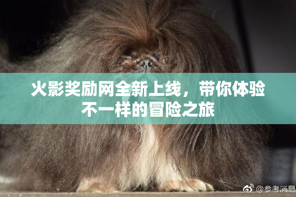 火影奖励网全新上线，带你体验不一样的冒险之旅
