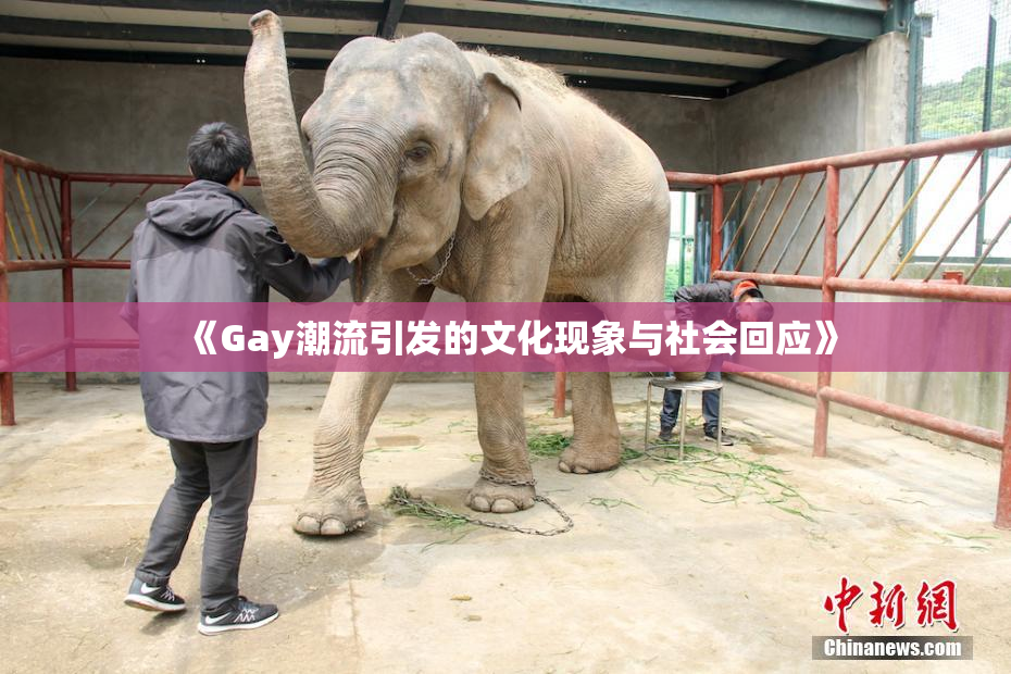 《Gay潮流引发的文化现象与社会回应》