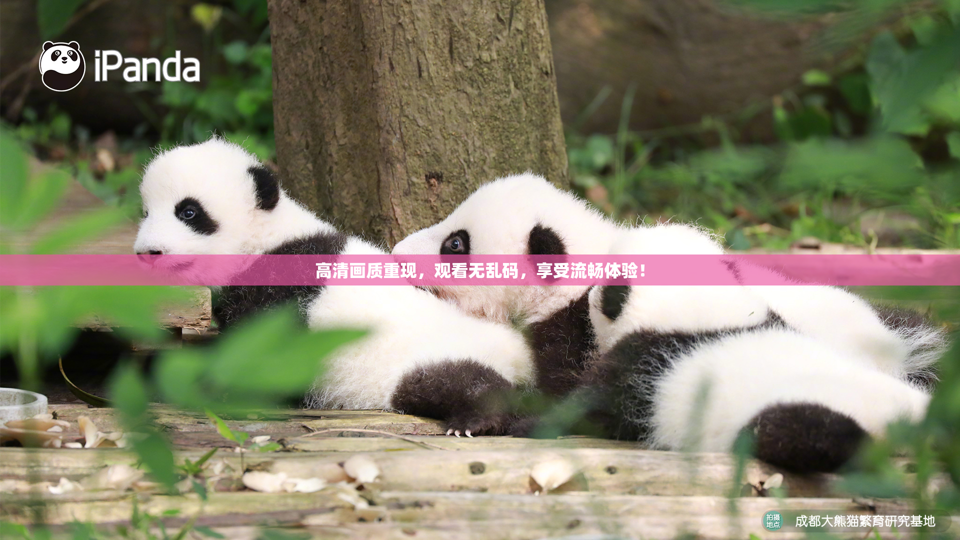 高清画质重现，观看无乱码，享受流畅体验！