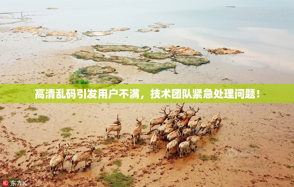 高清乱码引发用户不满，技术团队紧急处理问题！