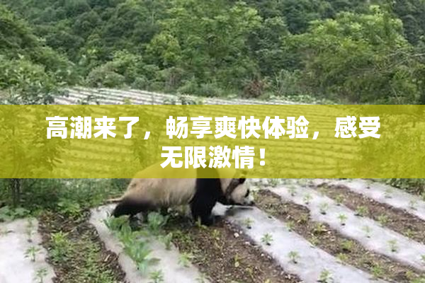 高潮来了，畅享爽快体验，感受无限激情！