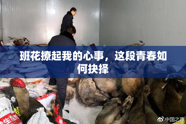 班花撩起我的心事，这段青春如何抉择