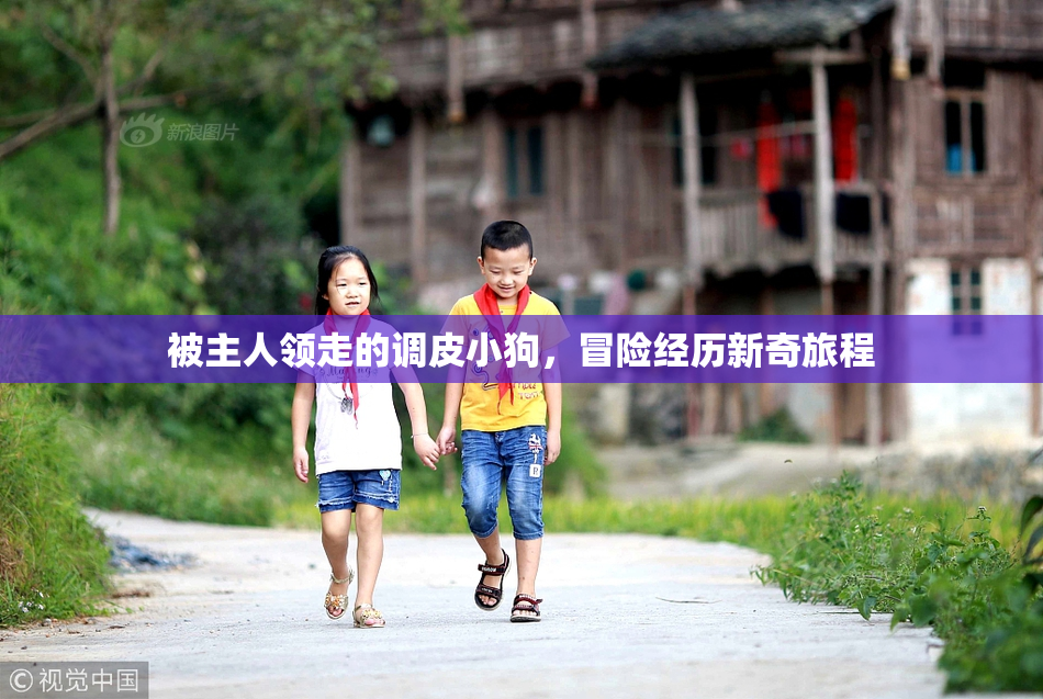 被主人领走的调皮小狗，冒险经历新奇旅程