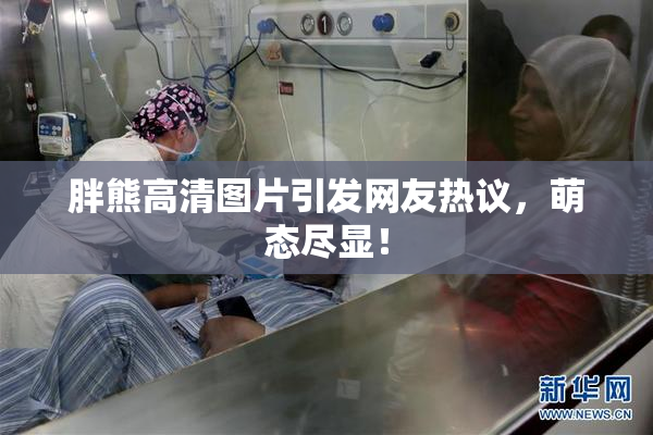 胖熊高清图片引发网友热议，萌态尽显！