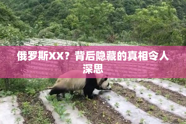 俄罗斯XX？背后隐藏的真相令人深思