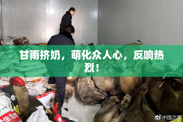 甘雨挤奶，萌化众人心，反响热烈！