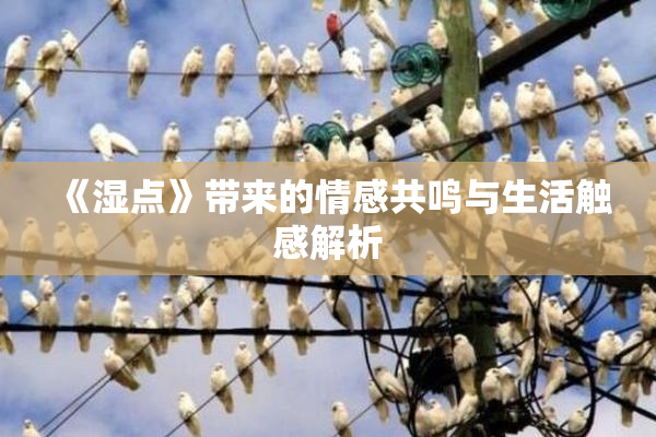 《湿点》带来的情感共鸣与生活触感解析