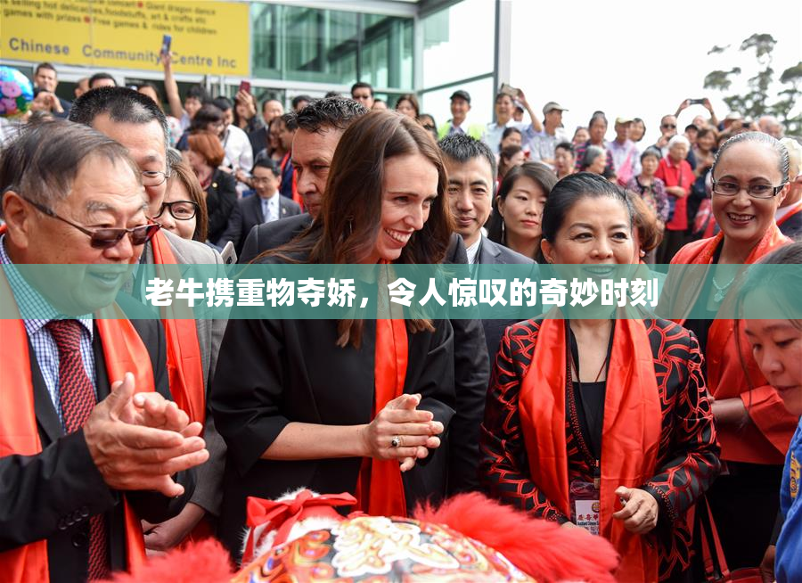 老牛携重物夺娇，令人惊叹的奇妙时刻