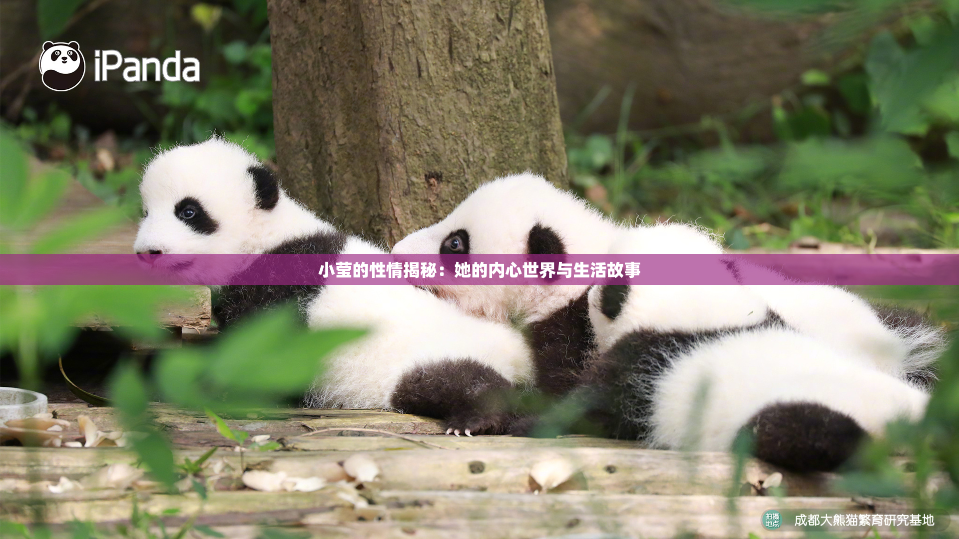 小莹的性情揭秘：她的内心世界与生活故事