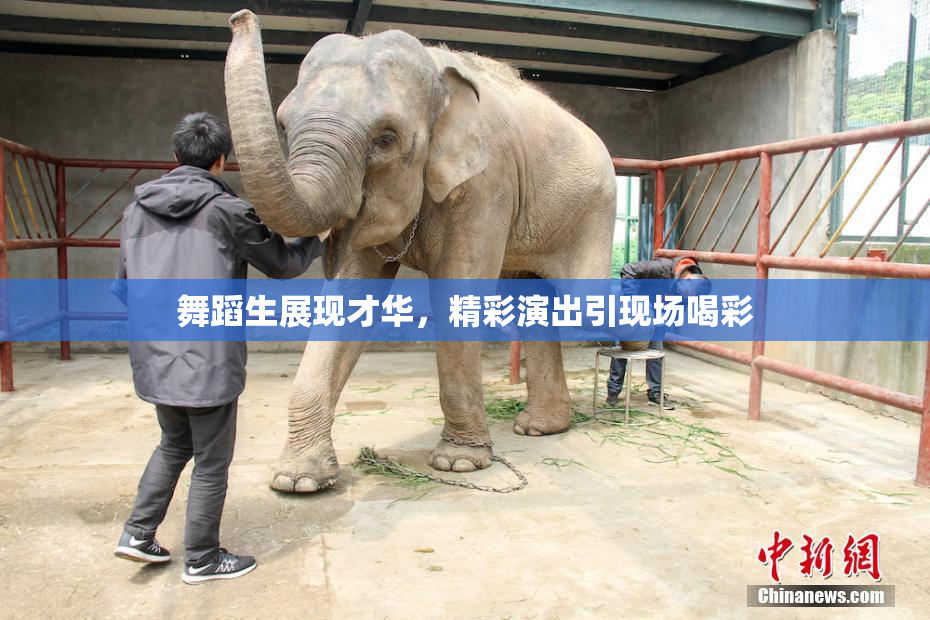 舞蹈生展现才华，精彩演出引现场喝彩