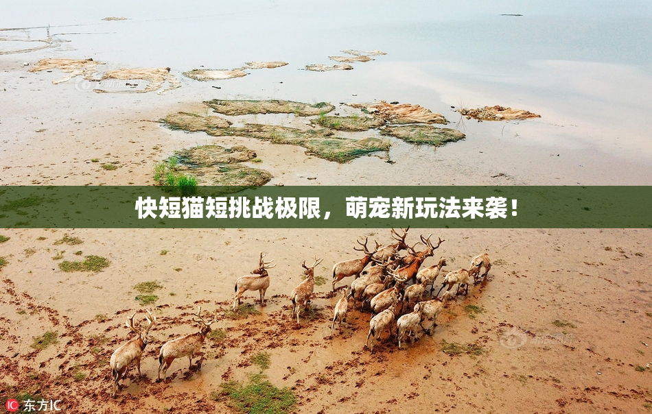 快短猫短挑战极限，萌宠新玩法来袭！
