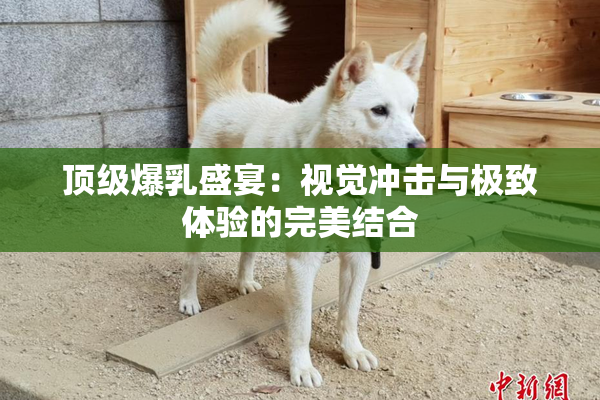 顶级爆乳盛宴：视觉冲击与极致体验的完美结合