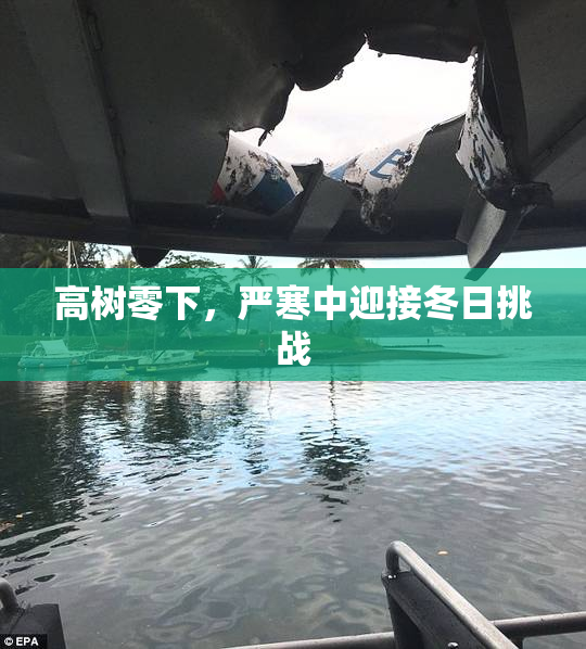 高树零下，严寒中迎接冬日挑战