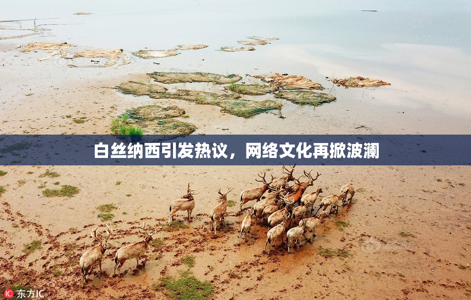 白丝纳西引发热议，网络文化再掀波澜