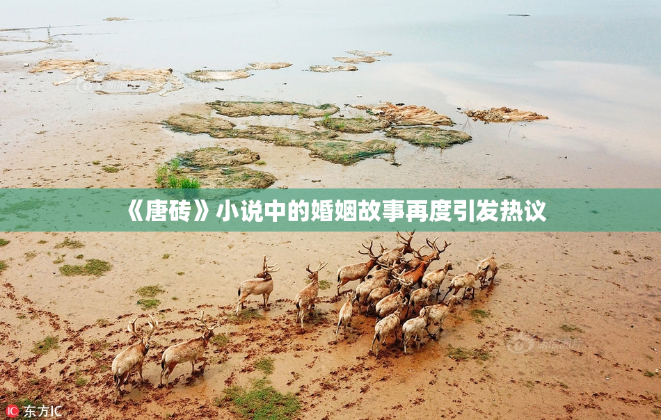 《唐砖》小说中的婚姻故事再度引发热议