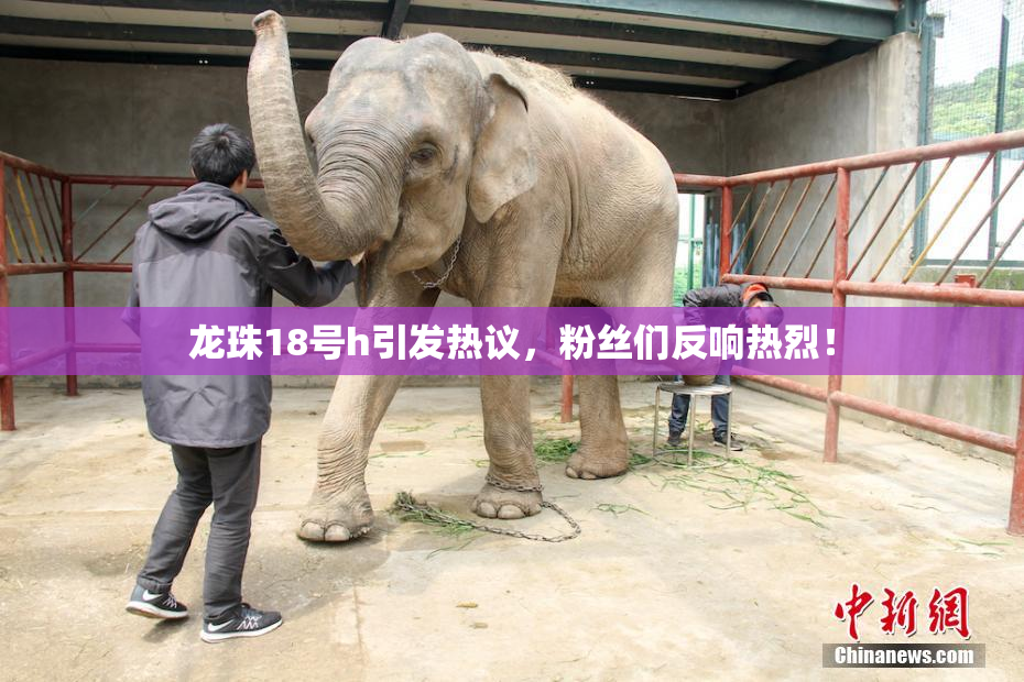 龙珠18号h引发热议，粉丝们反响热烈！