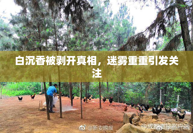白沉香被剥开真相，迷雾重重引发关注