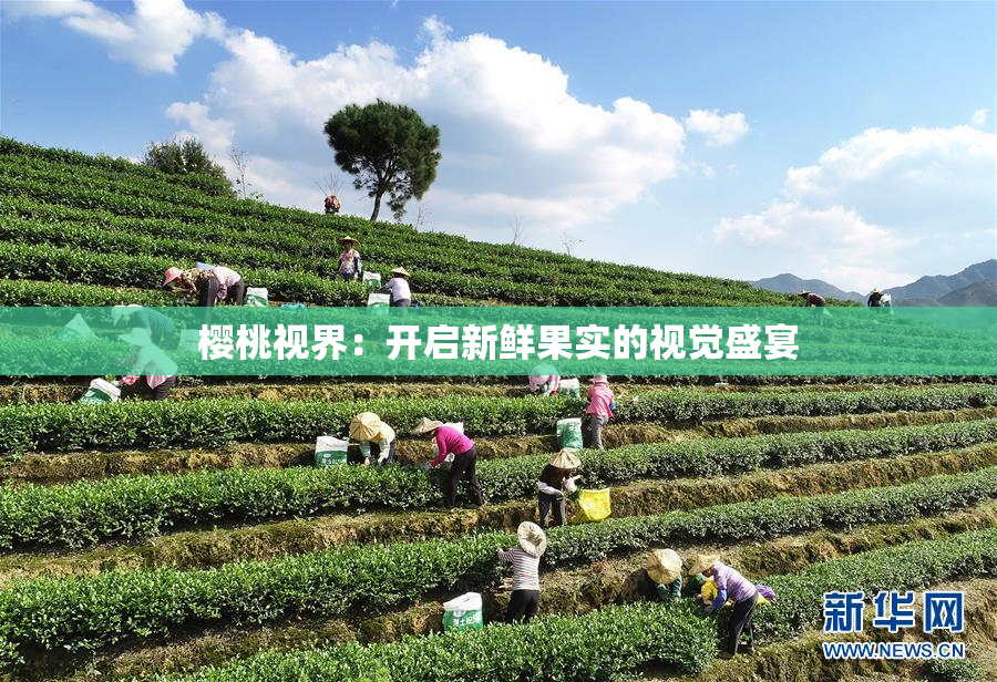 樱桃视界：开启新鲜果实的视觉盛宴