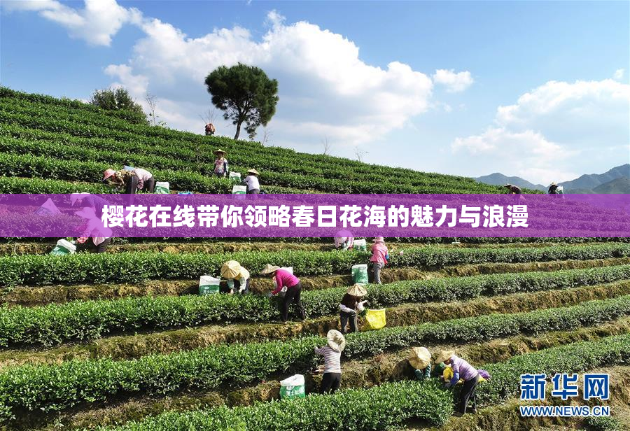 樱花在线带你领略春日花海的魅力与浪漫
