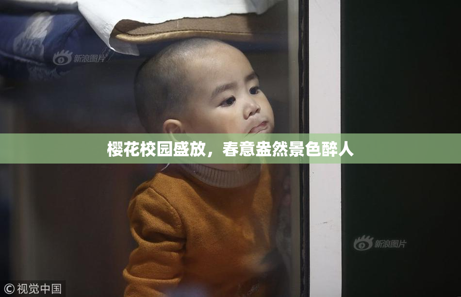 樱花校园盛放，春意盎然景色醉人