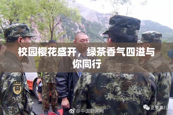 校园樱花盛开，绿茶香气四溢与你同行