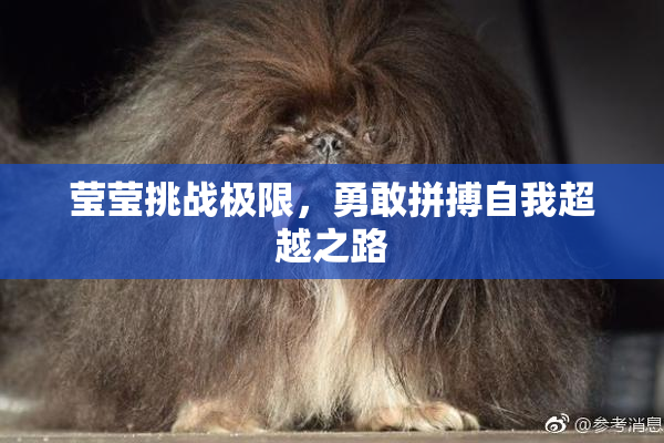 莹莹挑战极限，勇敢拼搏自我超越之路