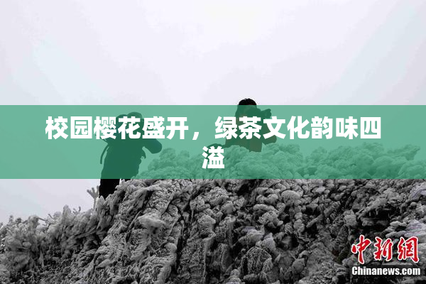 校园樱花盛开，绿茶文化韵味四溢