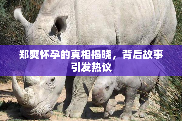 郑爽怀孕的真相揭晓，背后故事引发热议