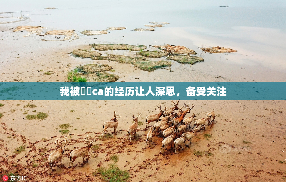 我被妺妺ca的经历让人深思，备受关注