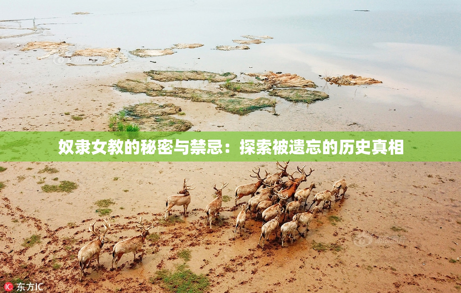 奴隶女教的秘密与禁忌：探索被遗忘的历史真相