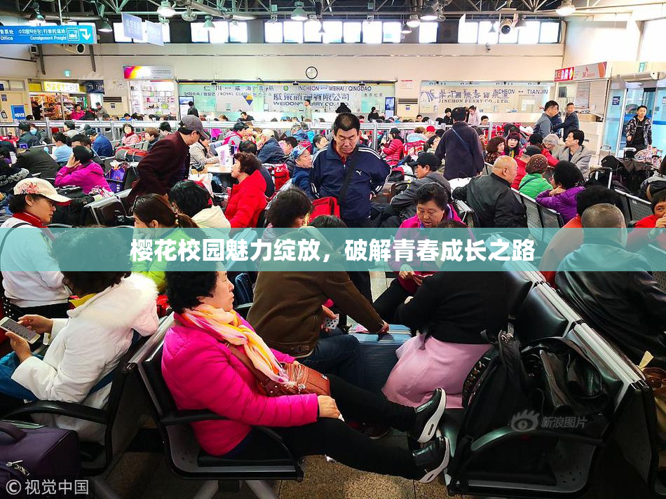 樱花校园魅力绽放，破解青春成长之路