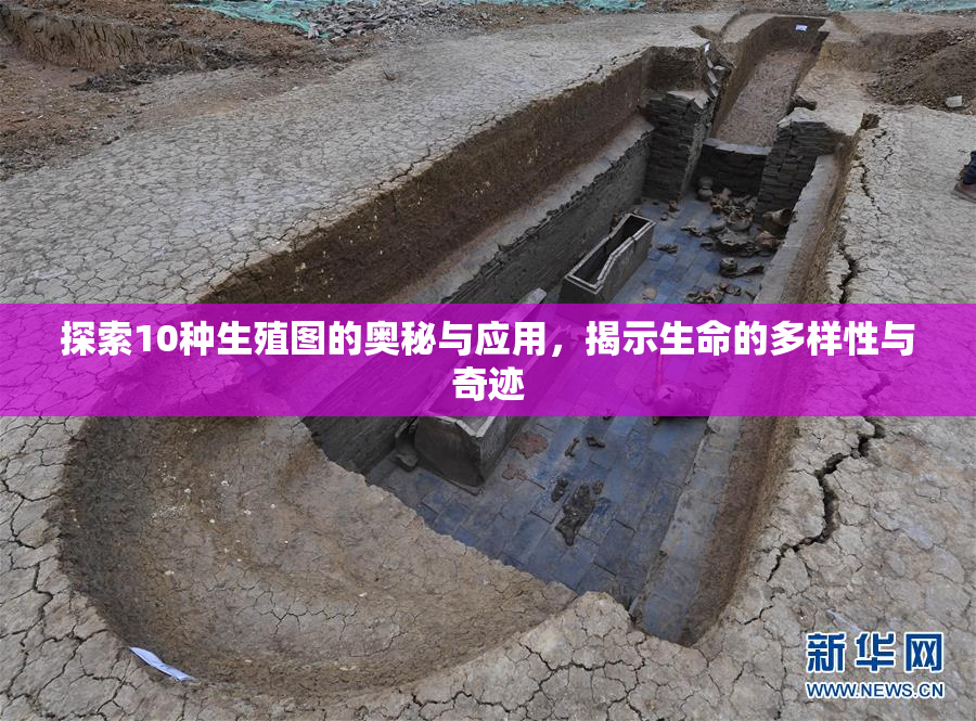 探索10种生殖图的奥秘与应用，揭示生命的多样性与奇迹