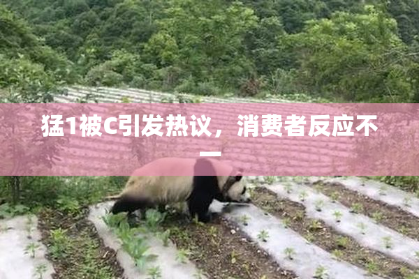 猛1被C引发热议，消费者反应不一