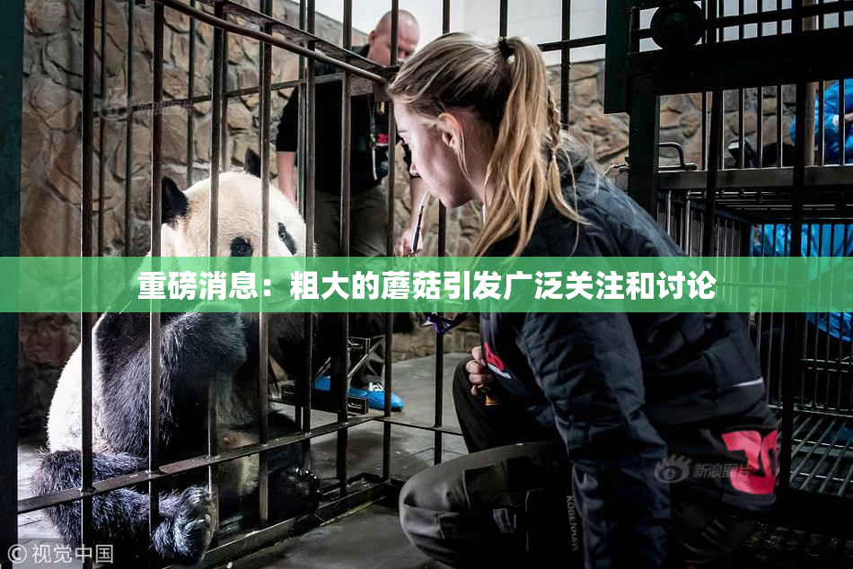 重磅消息：粗大的蘑菇引发广泛关注和讨论